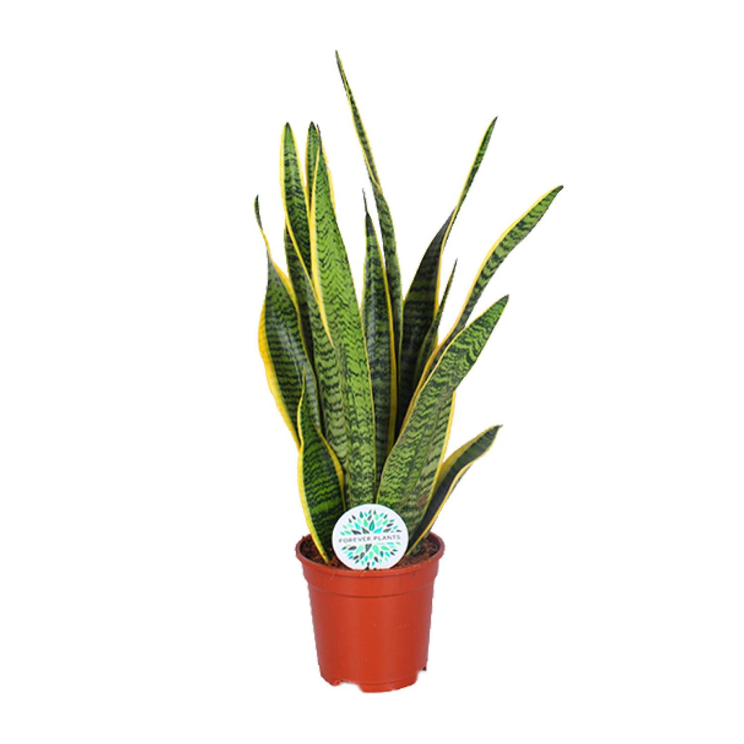 Sansevieria trifasciata 'Laurentii' (Mother-in-law’s Tongue) - Ø17cm - ↕60cm