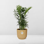 Load image into Gallery viewer, Chamaedorea elegans in ELHO Vibes Fold Pot, Yellow, Ø14cm - ↕35cm