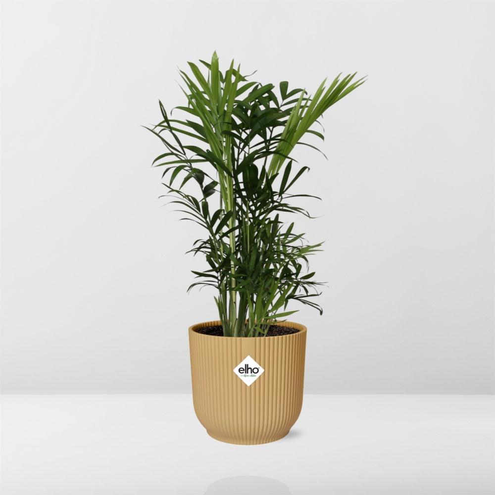 Chamaedorea elegans in ELHO Vibes Fold Pot, Yellow, Ø14cm - ↕35cm