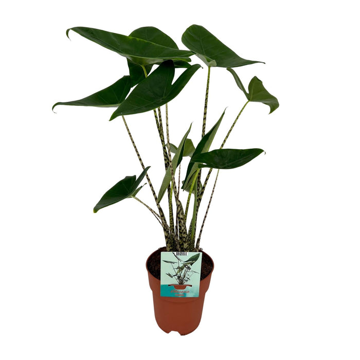 Alocasia zebrina - Ø19cm - ↕75cm