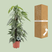 Epipremnum pinnatum 'Cebu Blue' - Ø17cm - ↕65cm