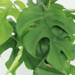 Carica l'immagine nel visualizzatore Galleria, Monstera minima - 2 piante - Ø15cm - ↕25cm