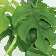 Monstera minima (Hole Plant) - 2 plants - Ø15cm - ↕25cm