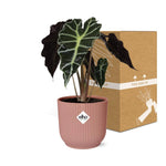Load image into Gallery viewer, Alocasia amazonica ‘Polly’ in ELHO Vibes Fold pot, Pink, Ø14cm - ↕25cm