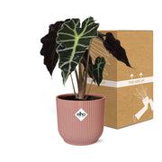 Alocasia amazonica ‘Polly’ in vaso ELHO Vibes Fold, Rosa, Ø14cm - ↕25cm