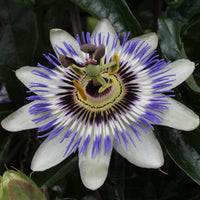 Passiflora caerulea (Passiflora Blu) - Ø15cm - ↕65cm