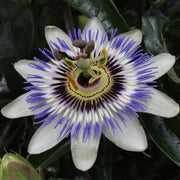 Passiflora caerulea (Blue Passiflora) - Ø15cm - ↕65cm