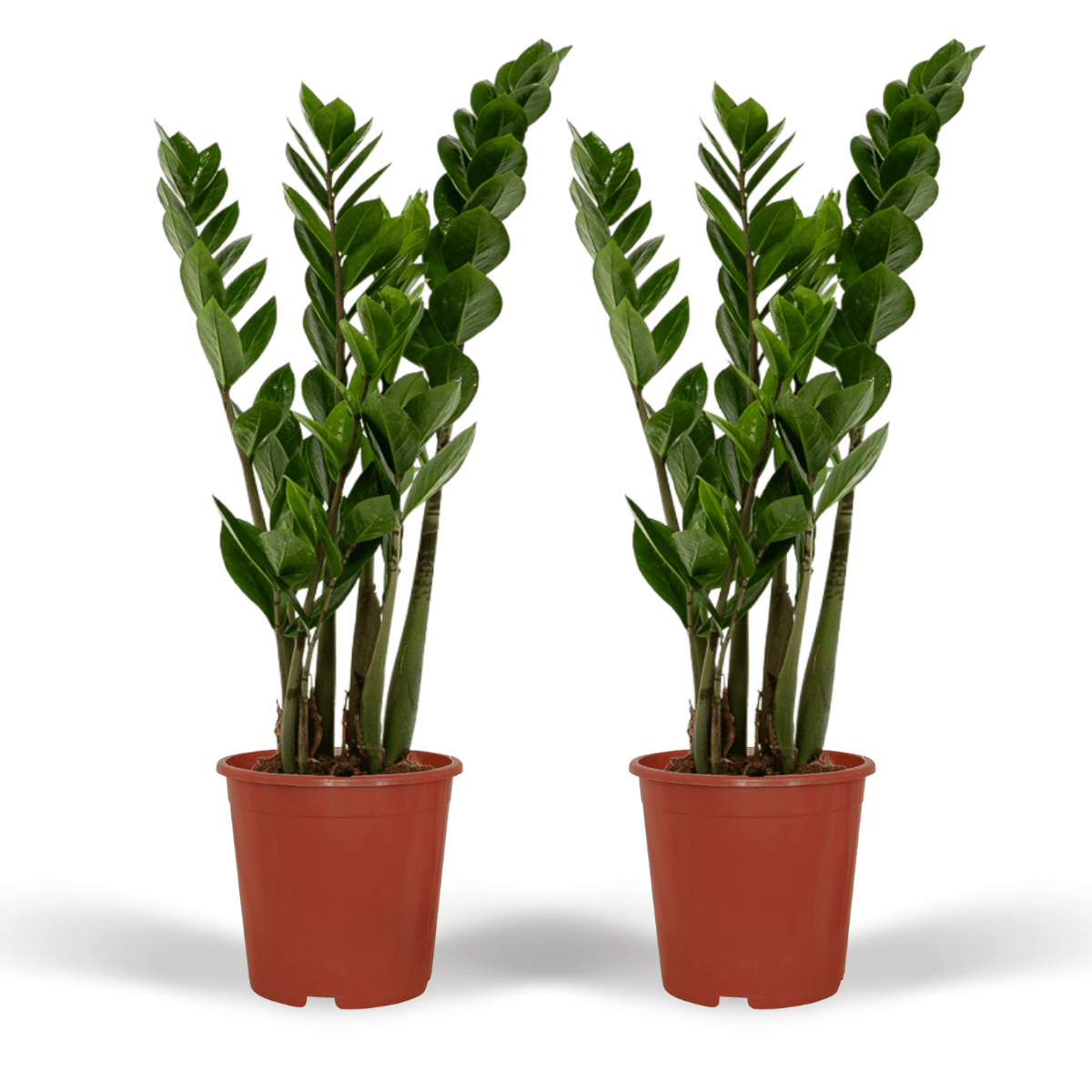 Zamioculcas zamiifolia - 2 piante - ø14cm - ↕50cm