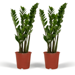 Load image into Gallery viewer, Zamioculcas zamiifolia - 2 plants - ø14cm - ↕50cm