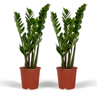 Zamioculcas zamiifolia - 2 piante - ø14cm - ↕50cm
