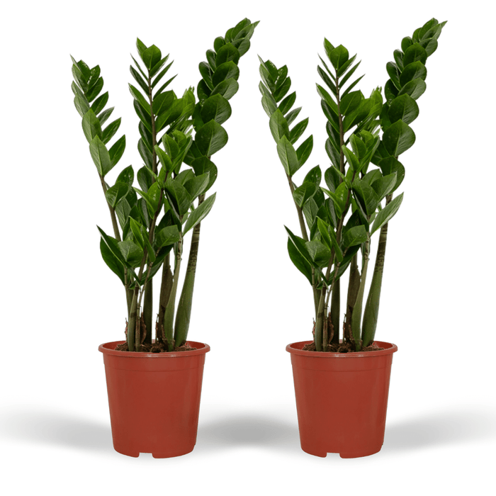 Zamioculcas zamiifolia - 2 plants - ø14cm - ↕50cm
