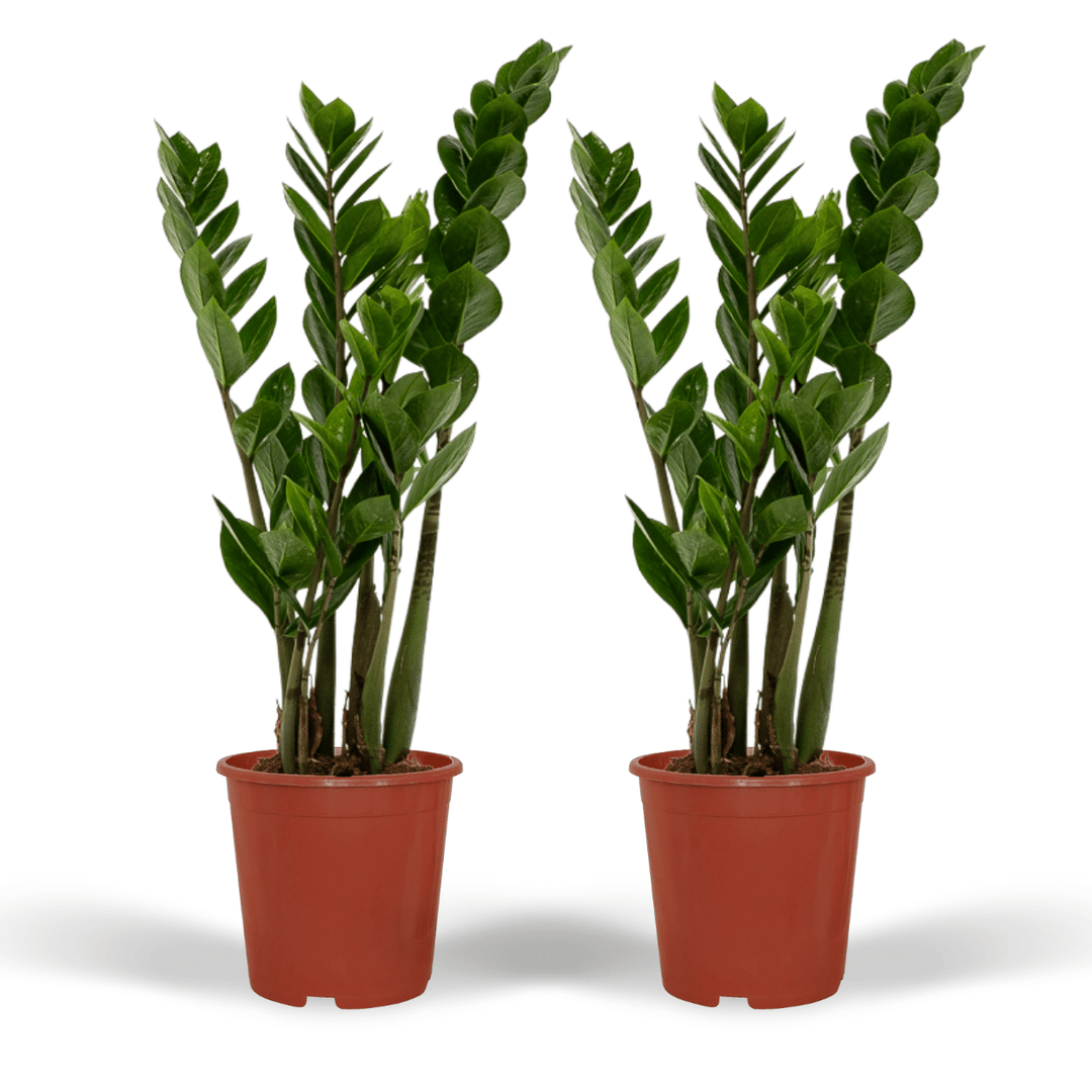 Zamioculcas zamiifolia - 2 plants - ø14cm - ↕50cm