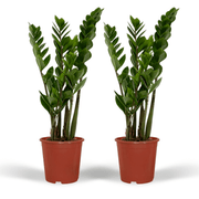 Zamioculcas zamiifolia - 2 plants - ø14cm - ↕50cm