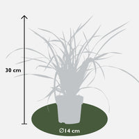 Carex morrowii 'Irish Green' - 3 piante - Ø14 - ↨30cm
