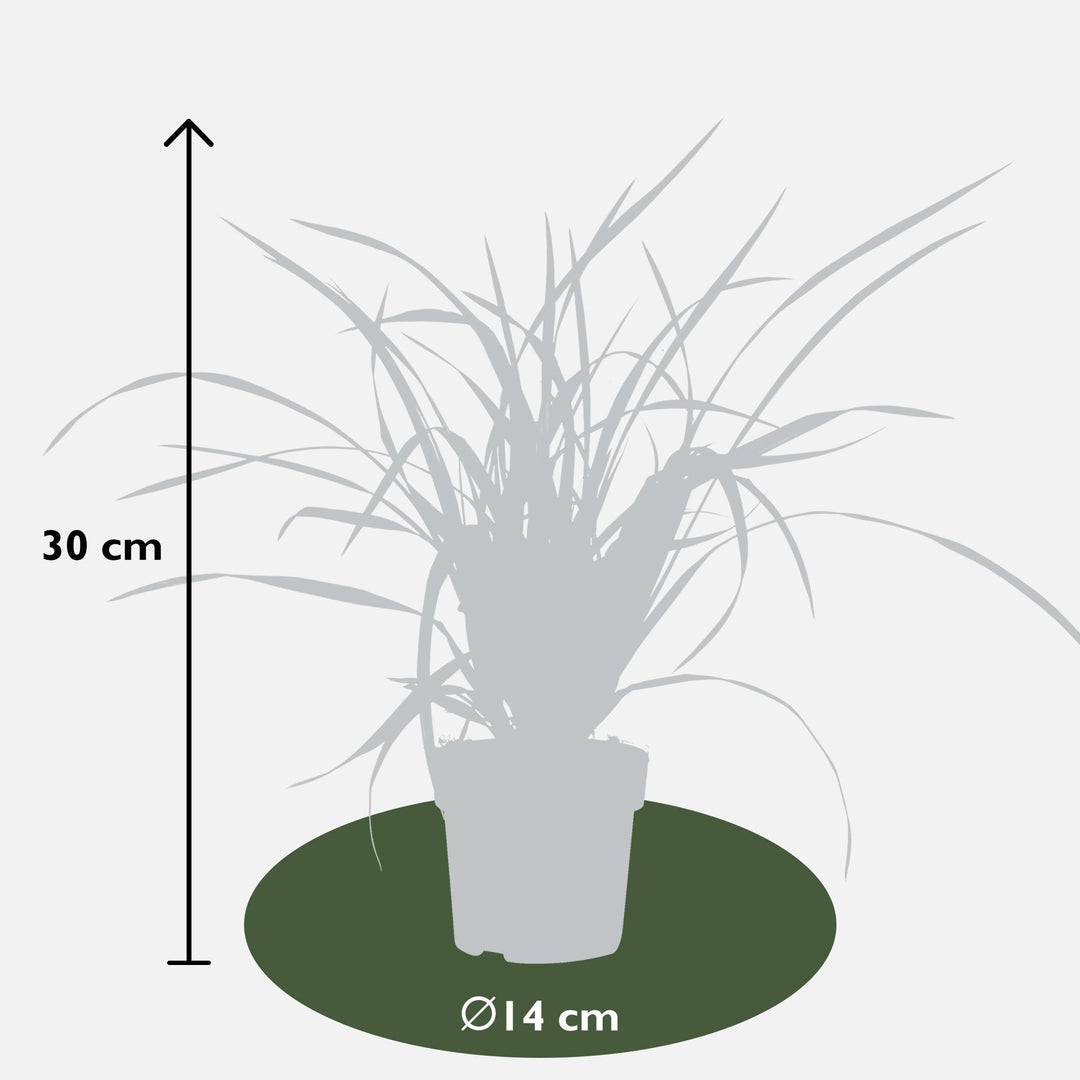 Carex morrowii 'Irish Green' - 3 plants - Ø14 - ↨30cm