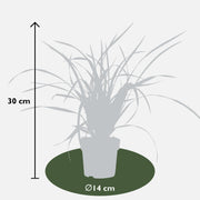 Carex morrowii 'Irish Green' - 3 plants - Ø14 - ↨30cm