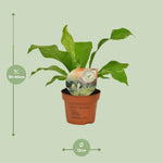 Load image into Gallery viewer, Asplenium nidus - Ø12cm - ↕35cm