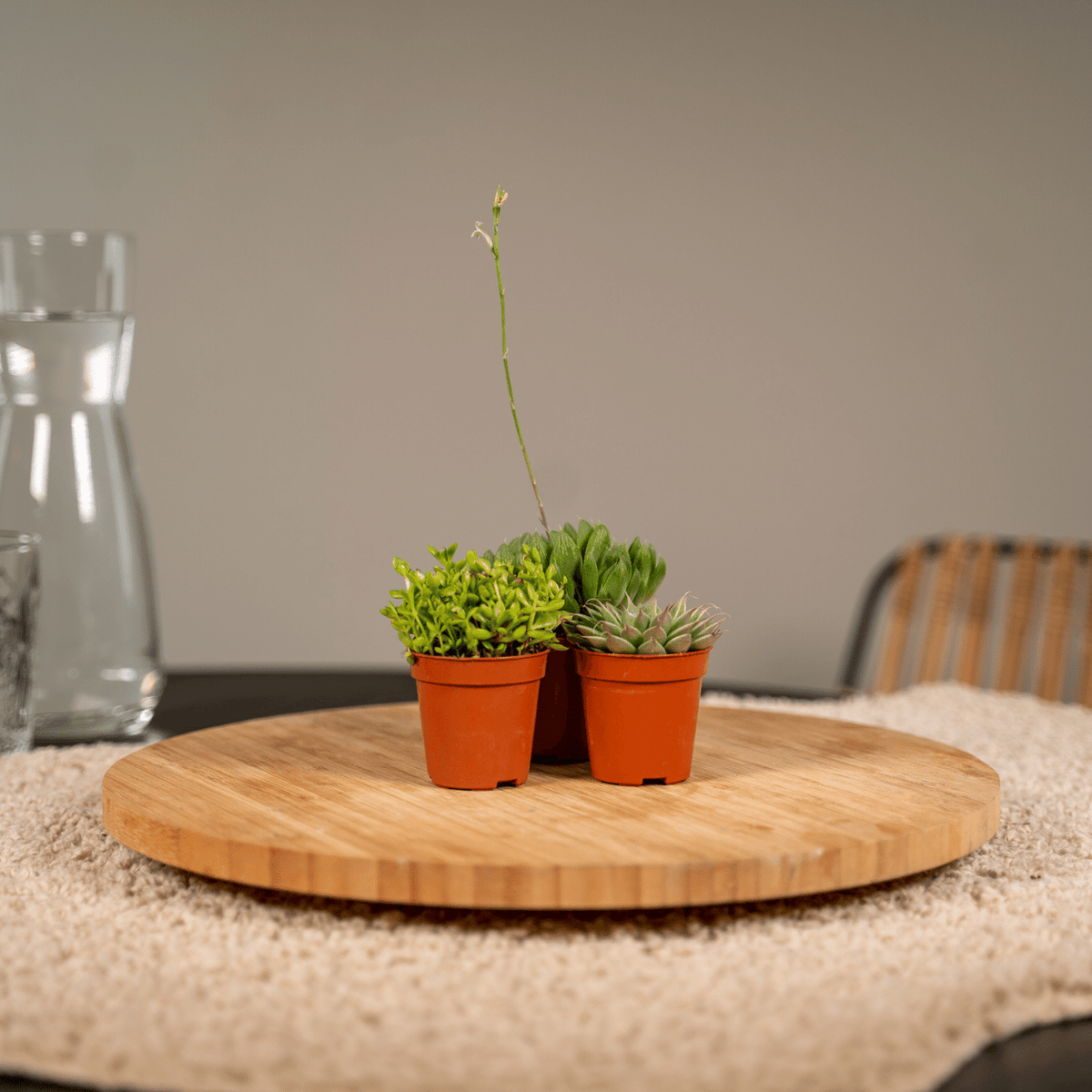 Succulent Mix - 10 plants - Ø5,5cm - ↕7cm
