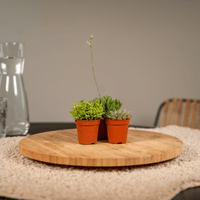 Succulent Mix - 10 plants - Ø5,5cm - ↕7cm