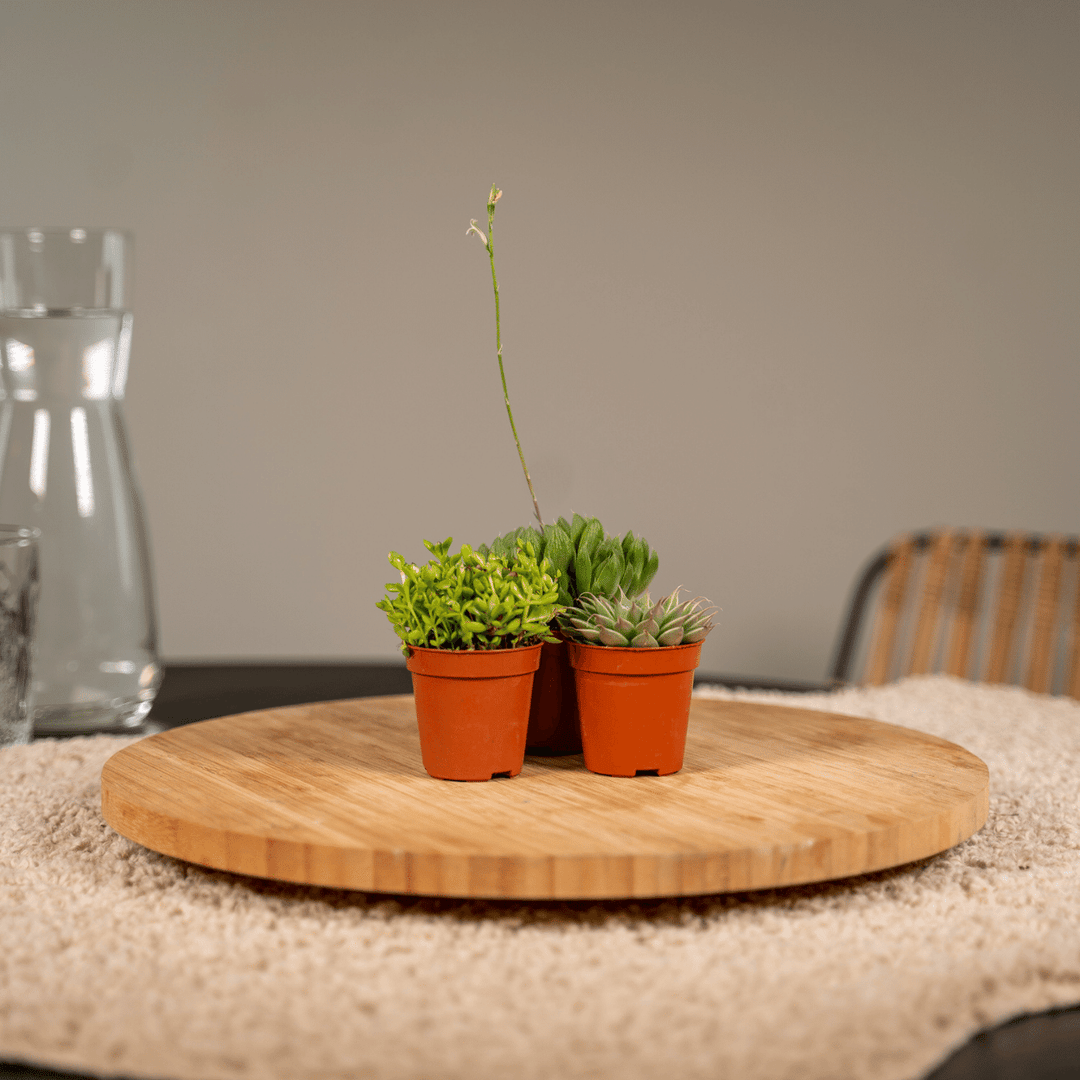 Succulent Mix - 10 plants - Ø5,5cm - ↕7cm