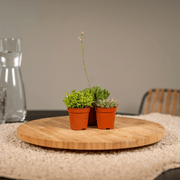 Succulent Mix - 10 plants - Ø5,5cm - ↕7cm