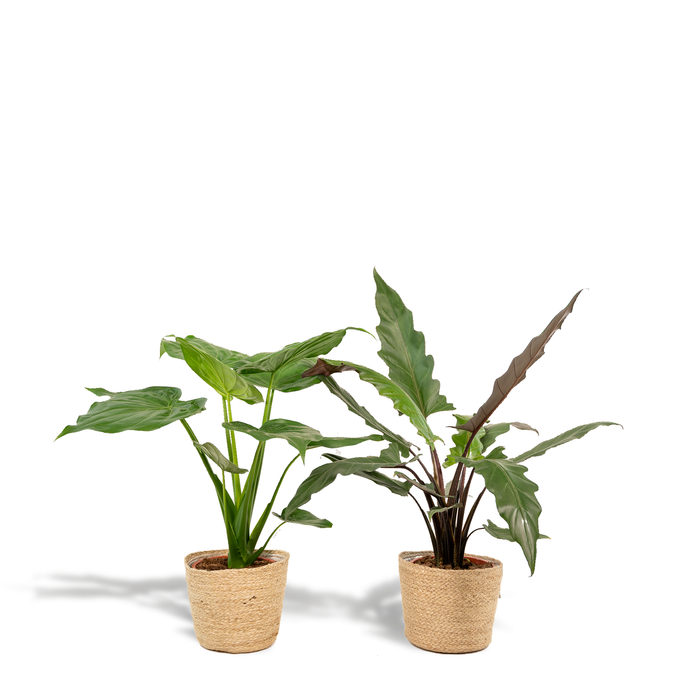 Trio Tropicale da Interno in Cesto Selin - Alocasia Cucullata - Ø19cm - ↕60/65cm + Alocasia Lauterbachiana - Ø19cm - ↕75/80cm