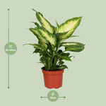 Load image into Gallery viewer, Dieffenbachia seguine &#39;Camilla&#39; - Ø12cm - ↕35cm
