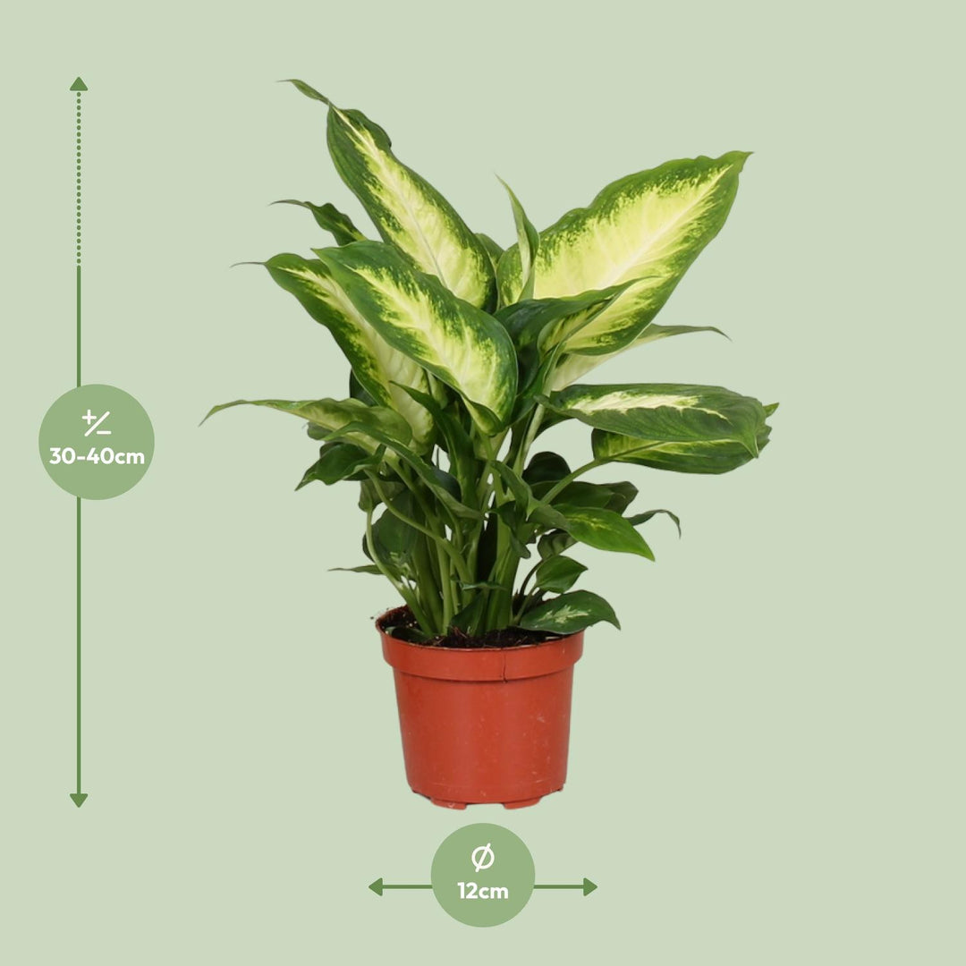 Dieffenbachia seguine 'Camilla' - Ø12cm - ↕35cm