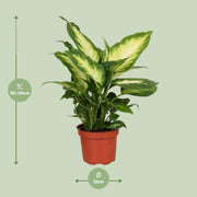 Dieffenbachia seguine 'Camilla' - Ø12cm - ↕35cm