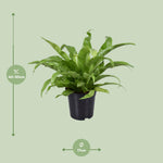 Load image into Gallery viewer, Asplenium antiquum - Ø17cm - ↕45cm