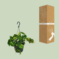 Philodendron scandens 'Brasil' - Ø15cm - ↕35cm