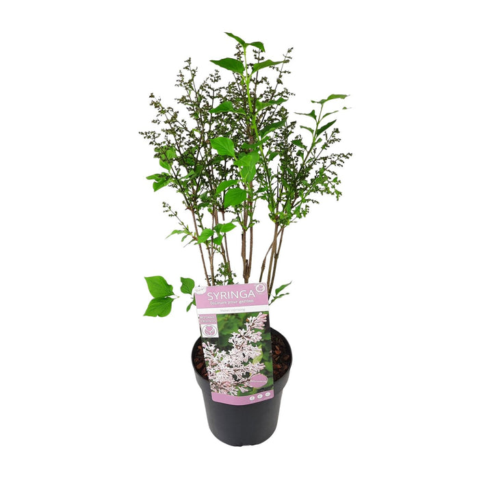 Syringa patula 'Violet Uprising' (Lillà) - Ø19cm- ↕35cm