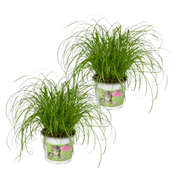 Cyperus alternifolius (Cat Grass) - 2 plants  - Ø12cm - ↕20cm