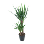 Load image into Gallery viewer, Yucca elephantipes - Ø21cm - ↕100cm