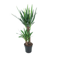 Yucca elephantipes - Ø21cm - ↕100cm