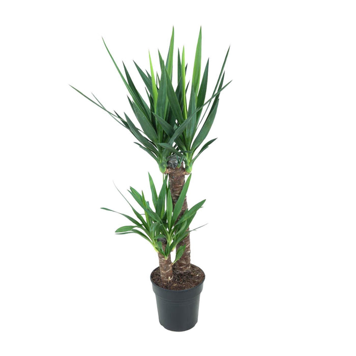 Yucca elephantipes - Ø21cm - ↕100cm