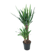 Yucca elephantipes - Ø21cm - ↕100cm