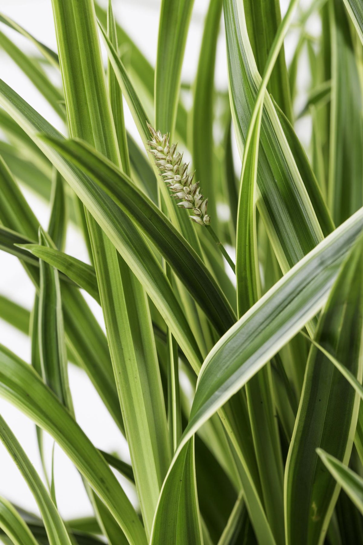 Carex morrowii 'Ice Dance' - 3 piante - Ø14 - ↨30cm