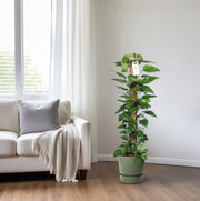 Epipremnum pinnatum 'Mosstok' (Scindapsus) - Ø24cm - ↕120cm