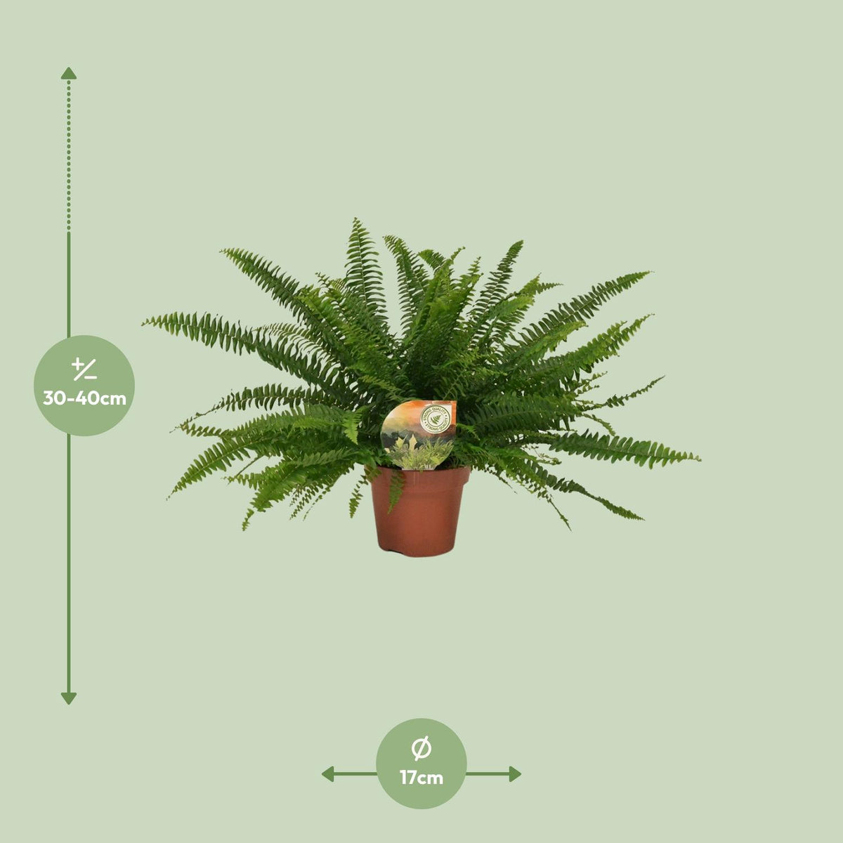 Nephrolepis exaltata ‘Green Lady’ - Ø17cm - ↕40cm