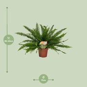 Nephrolepis exaltata ‘Green Lady’ - Ø17cm - ↕40cm