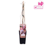 Load image into Gallery viewer, Parthenocissus Tricuspidata &#39;Veitch Boskoop&#39; P15 - Ø15cm - ↕65cm
