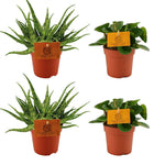 Load image into Gallery viewer, Set of 4 Plants - 2x Aloe 'Spider' + 2x Peperomia obtusifolia 'Obtipan Green' - Ø10.5cm - ↕10cm