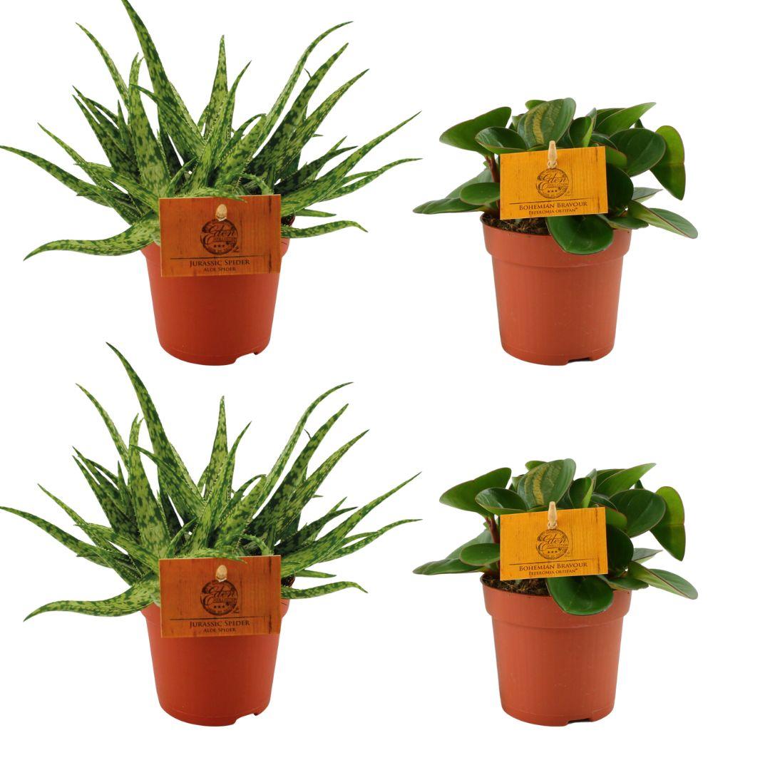 Set of 4 Plants - 2x Aloe 'Spider' + 2x Peperomia obtusifolia 'Obtipan Green' - Ø10.5cm - ↕10cm