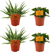 Set of 4 Plants - 2x Aloe 'Spider' + 2x Peperomia obtusifolia 'Obtipan Green' - Ø10.5cm - ↕10cm