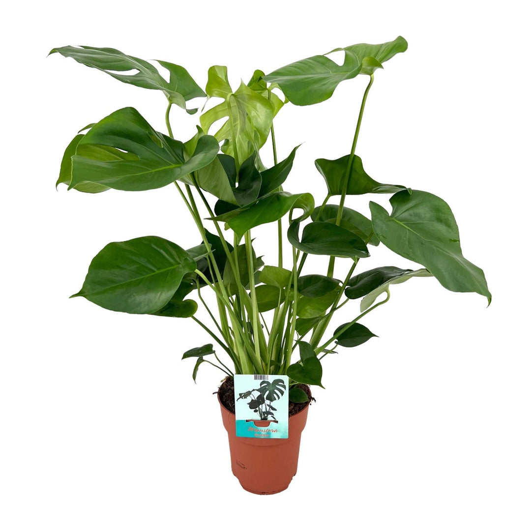 Monstera deliciosa  - Ø19cm - ↕60cm