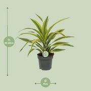 Dracaena fragrans 'Lemon Lime' - Ø17cm - ↕40cm
