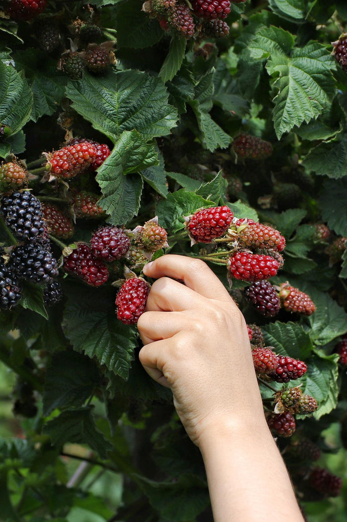 Rubus fruticosus 'Thornless Evergreen' (Blackberry) - Ø13cm - ↕45cm
