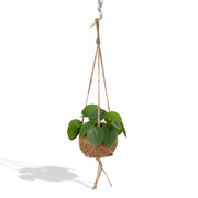 Kokedama Pilea peperomiodes - Ø15cm - ↕20cm