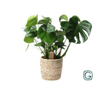 Load image into Gallery viewer, Monstera In Basket Palmleaf - Ø21cm - ↕60cm